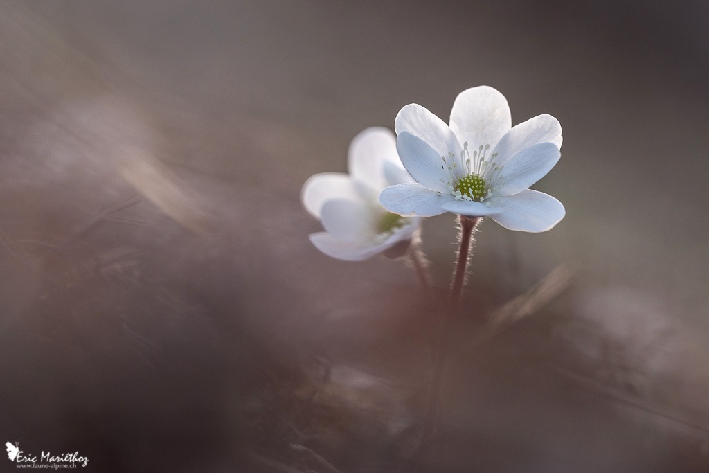 anemone_hepatique-22