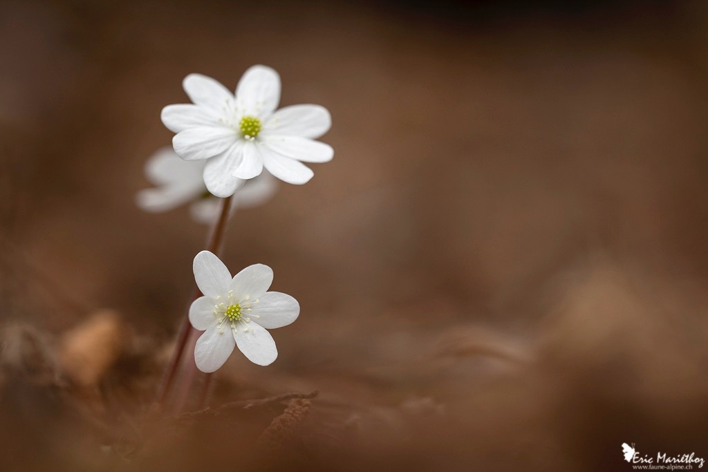 anemone_hepatique-52