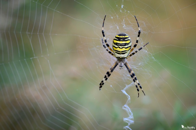 argiope_frelon-197