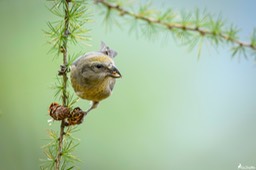 bec_croise_des_sapins-131