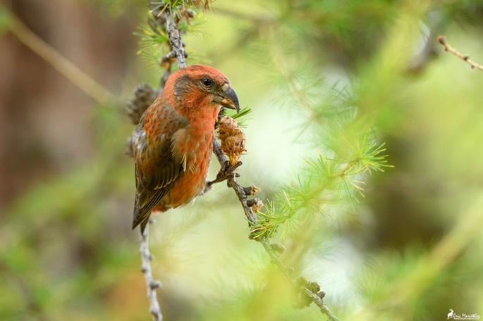 bec_croise_des_sapins-213