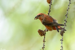 bec_croise_des_sapins-249