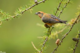 bec_croise_des_sapins-26