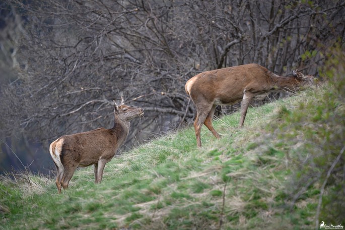 biche-178