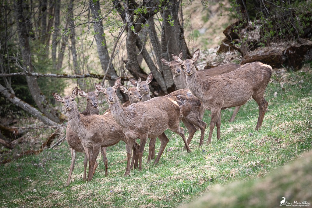 biche-17