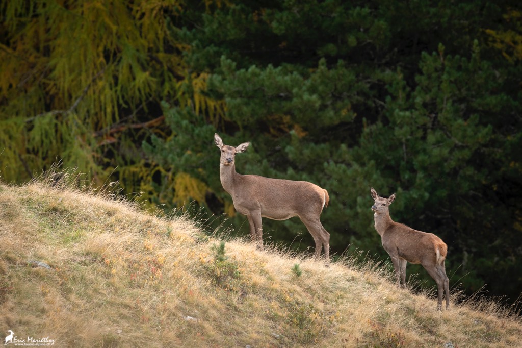 biche-6