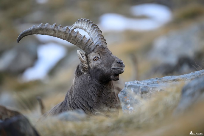 bouquetin-2782