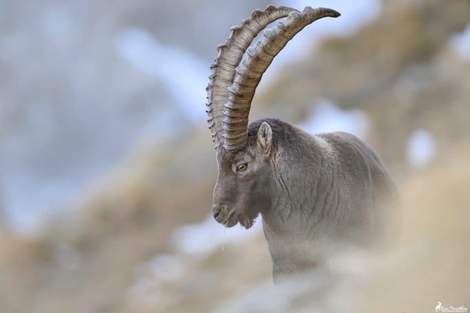 bouquetin-3026
