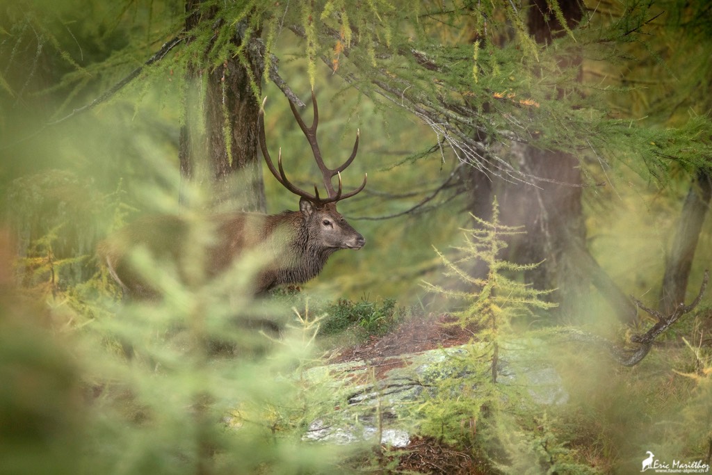 cerf_10cors-44 copie