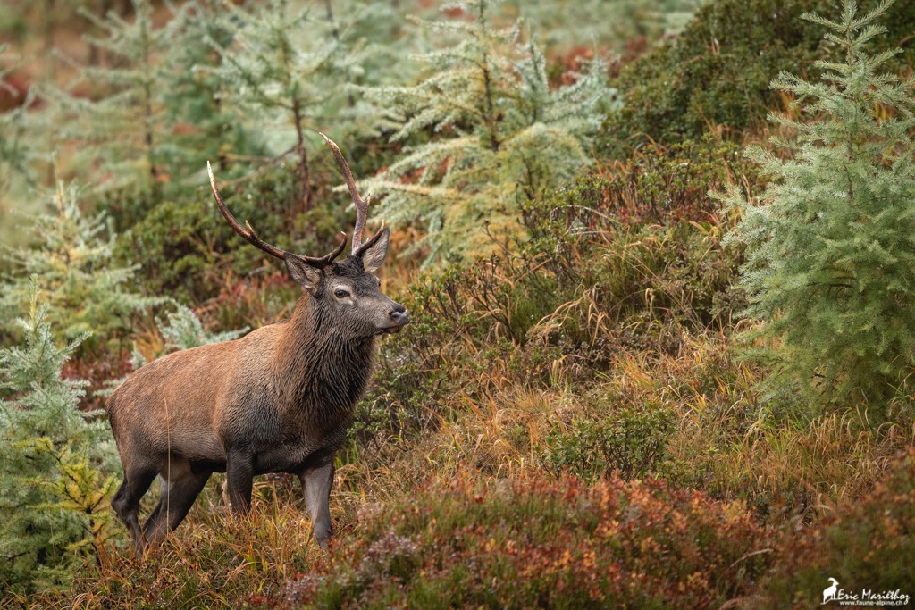 cerf_8cors-33