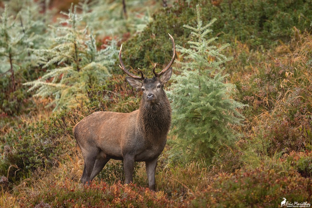 cerf_8cors-35