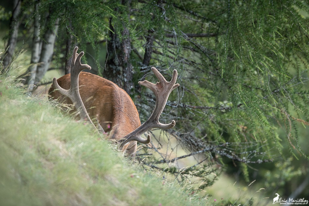 cerf_velours-11