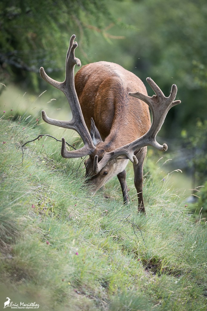 cerf_velours-26