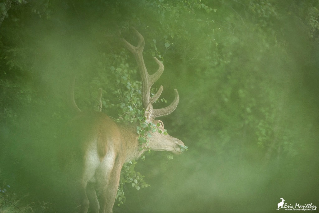 cerf_velours-65