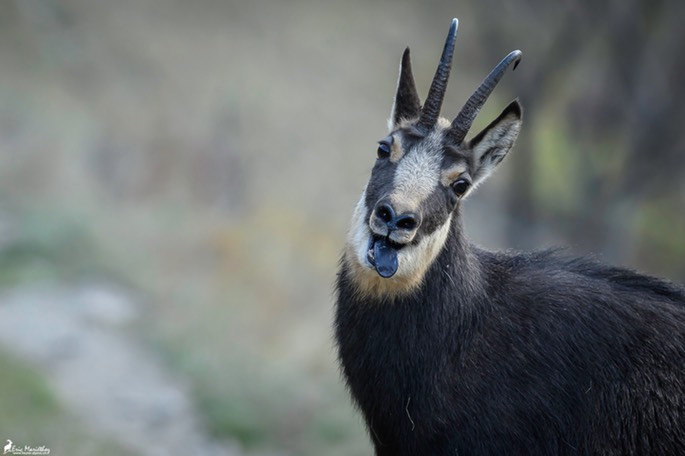 chamois-1789