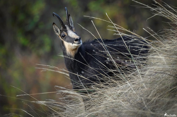 chamois-1800