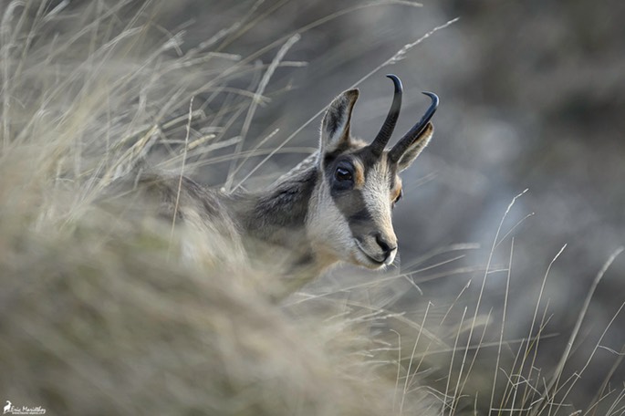 chamois-1848