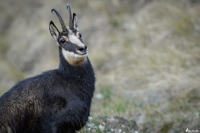 chamois-1886