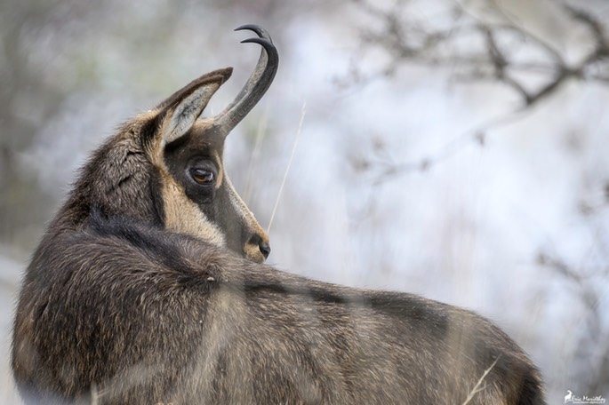 chamois-2042