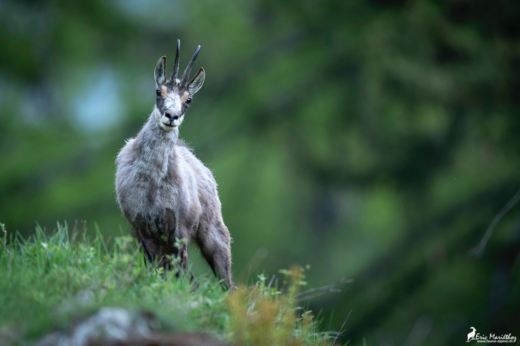 chamois-431