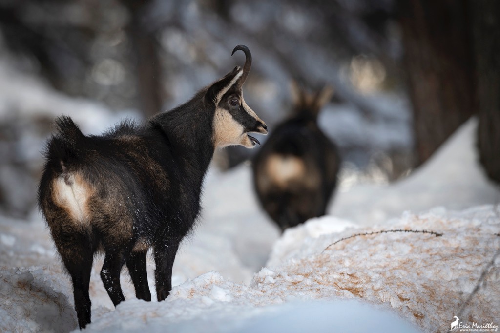 chamois-612