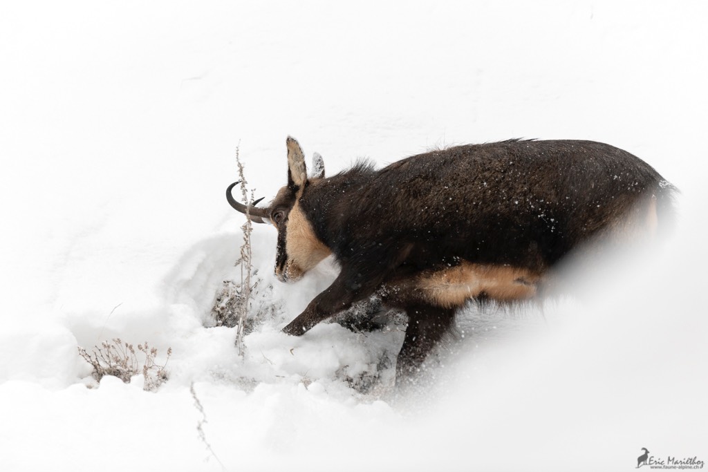 chamois-766