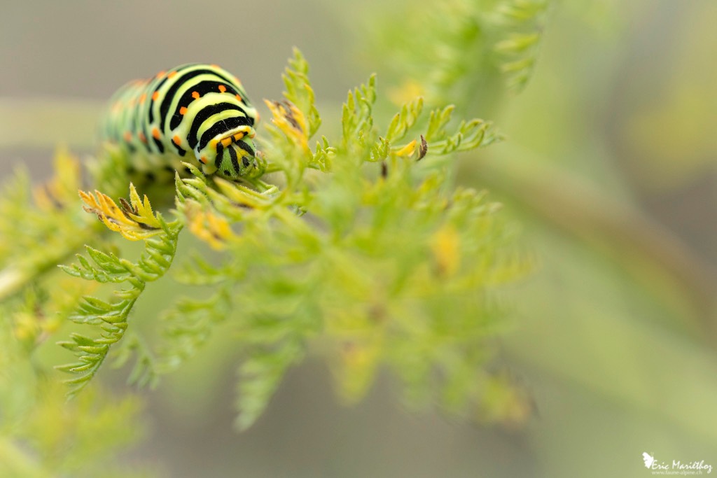 chenille_machaon-1