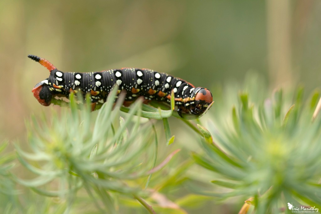 chenille_sphinx_de_Euphorbe-2