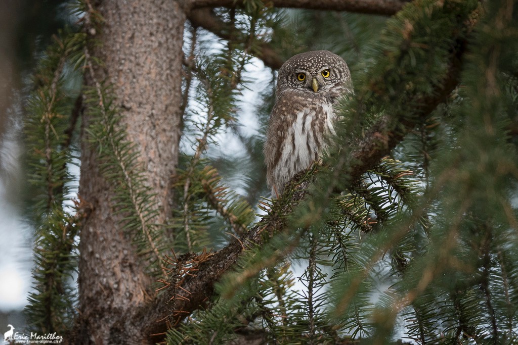 chouette_chevechette-20