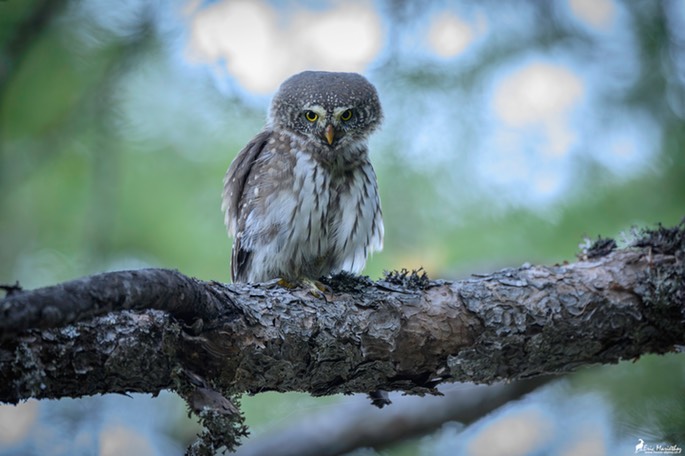 chouette_chevechette-2735