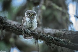 chouette_chevechette-2808