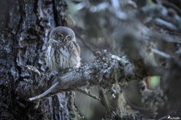 chouette_chevechette-2855