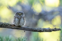 chouette_chevechette-2932