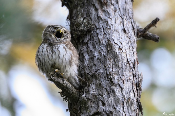 chouette_chevechette-3141