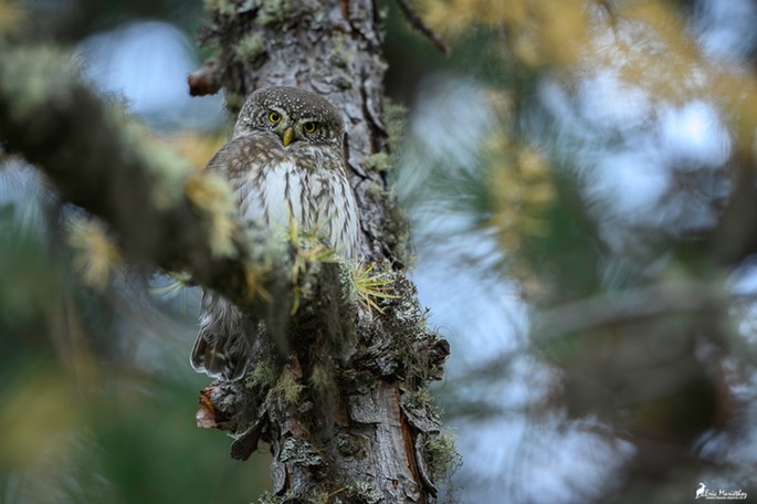chouette_chevechette-3690