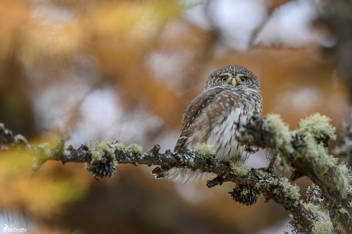 chouette_chevechette-3765