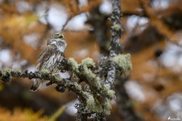 chouette_chevechette-3785