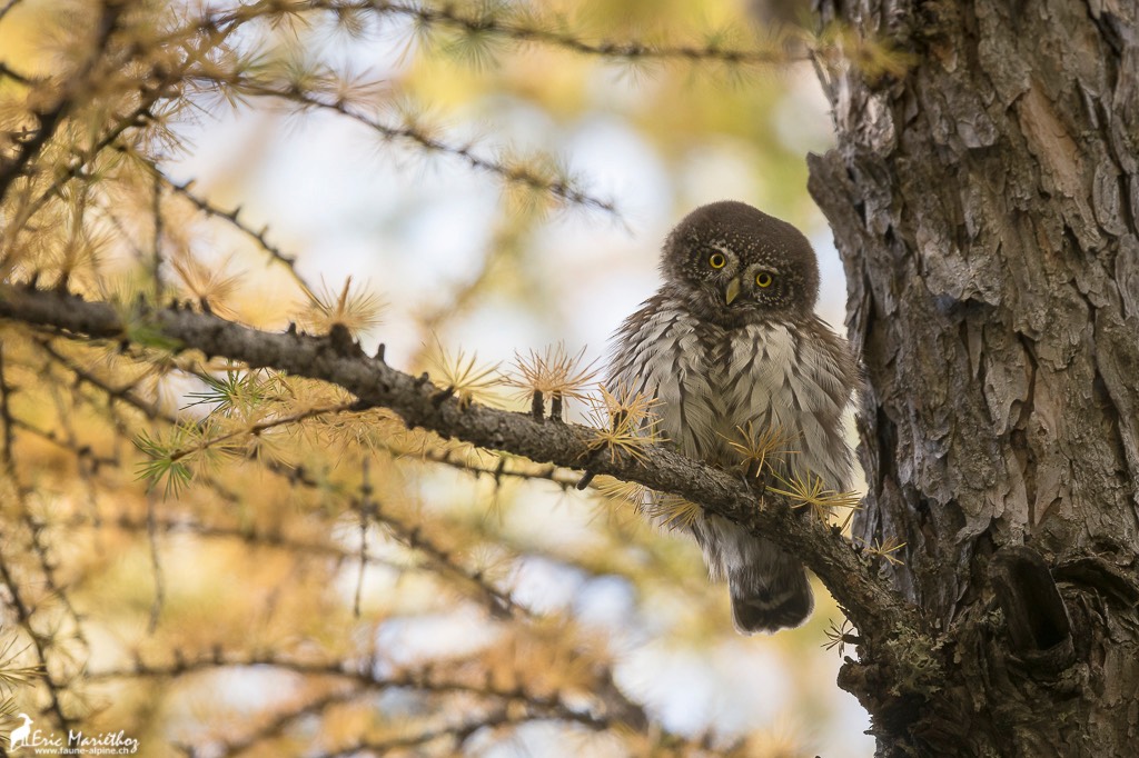 chouette_chevechette-69