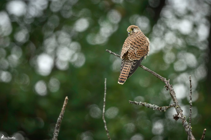 faucon_crecerelle-82