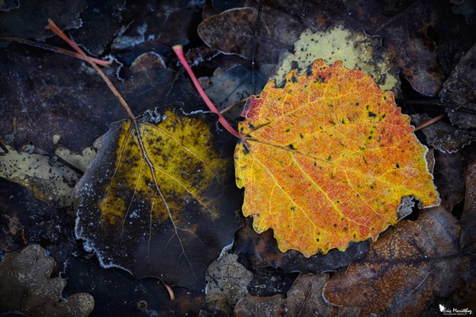 feuille_arbre-24