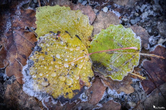 feuille_arbre-56