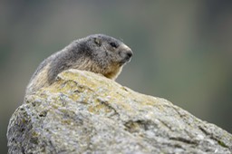 marmotte-1134 2