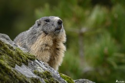 marmotte-1226