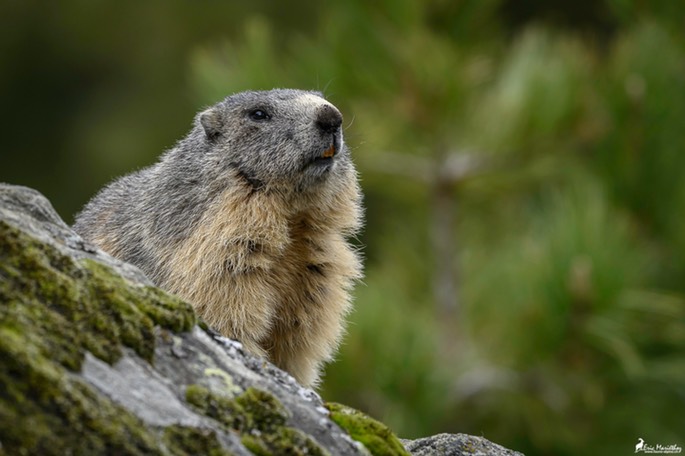 marmotte-1226