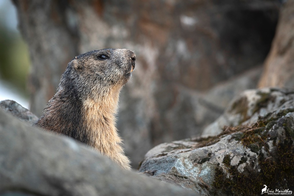 marmotte-145