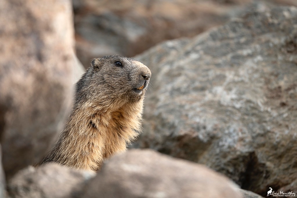 marmotte-402