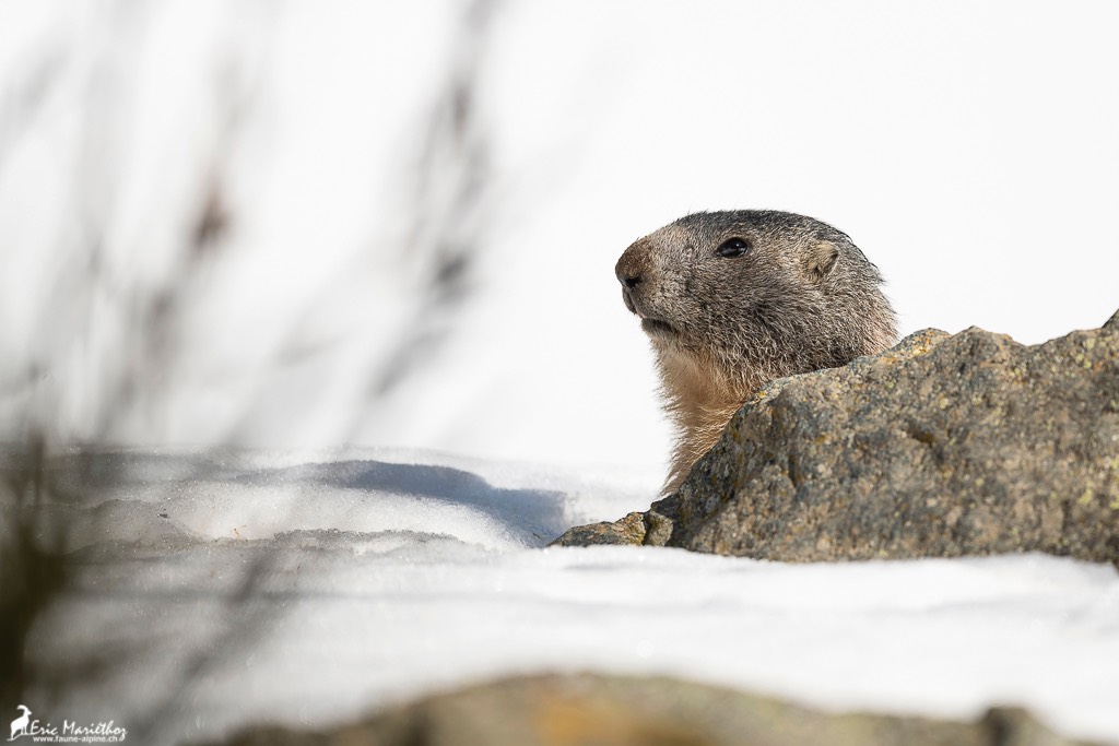marmotte-63