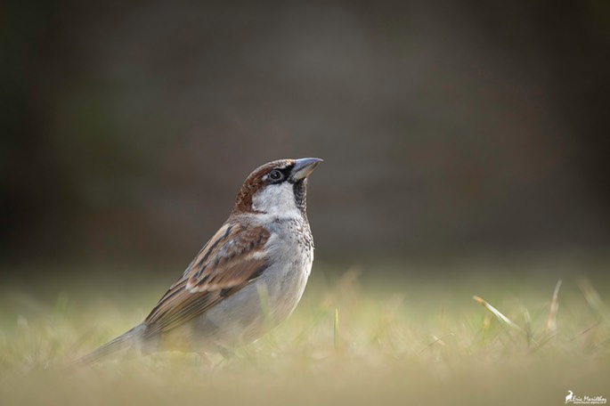 moineau_domestique-113-Avec accentuation-Bruit