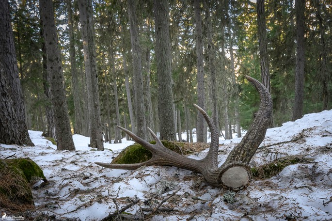 mue_cerf_2025-733