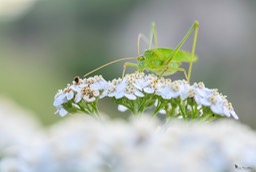 phaneroptere_meridional-8